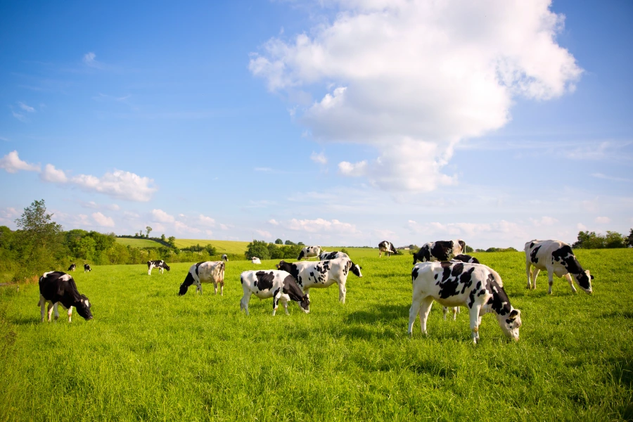 Vaches dans un pré